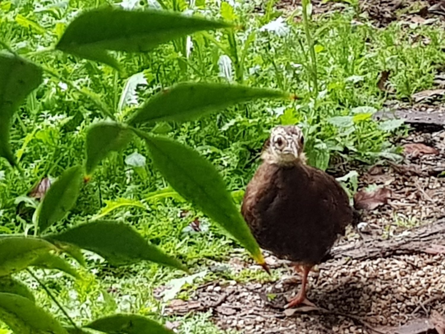 One Edwards Pheasant Chick looking at the camera