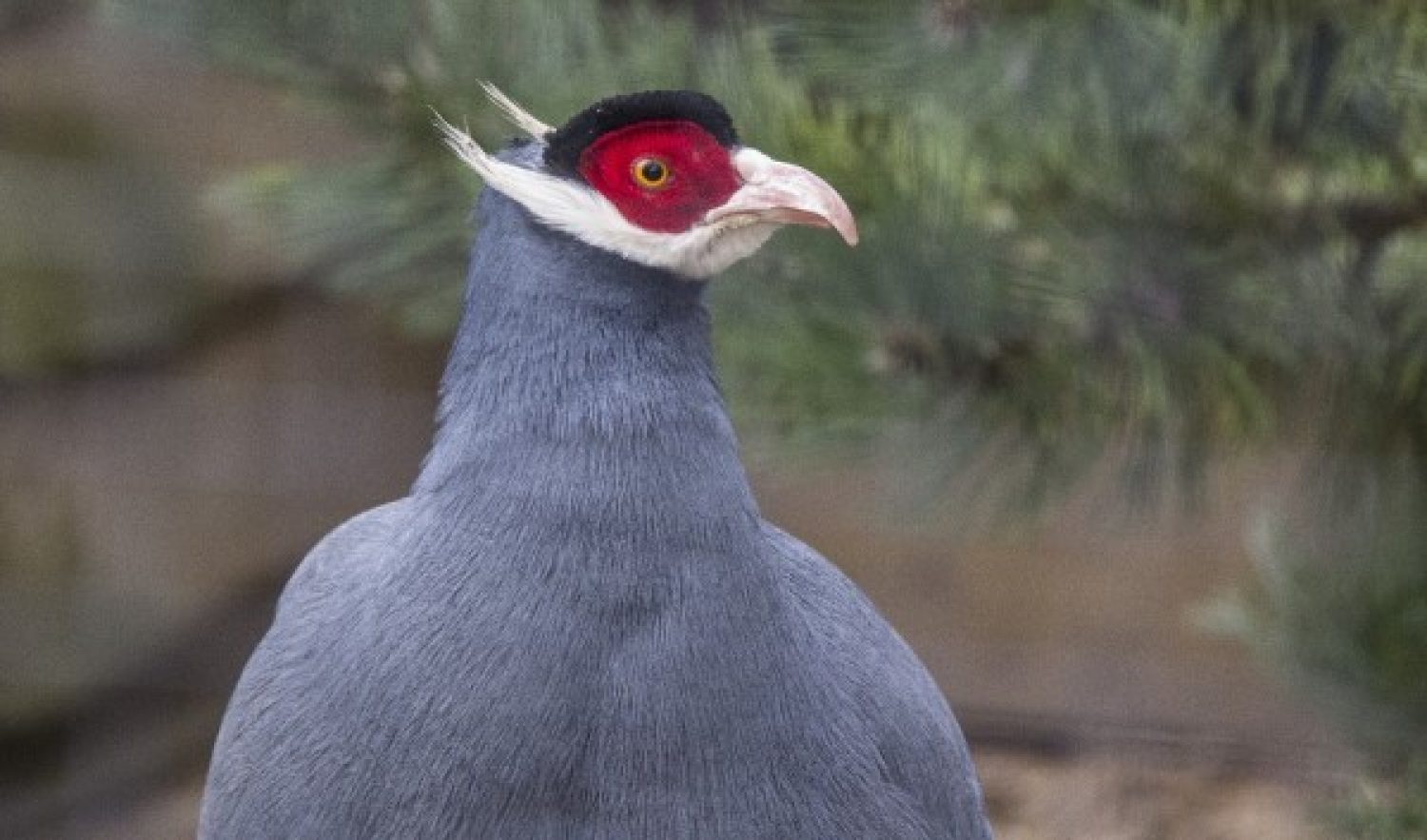 Photo of a pheasant with grey body and red head plumage