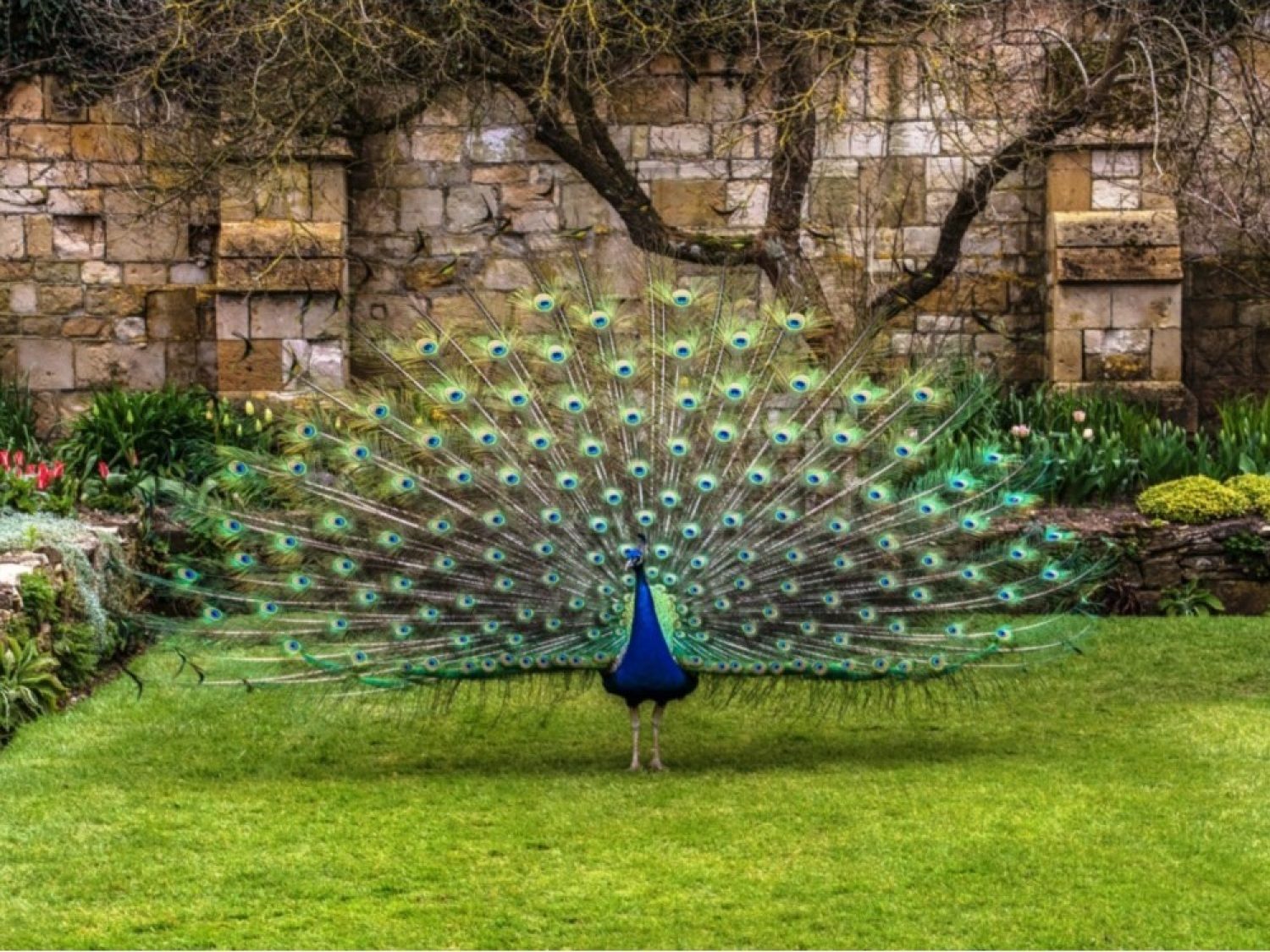 A peacock displays it's plumage on the lawn of the Secret Garden
