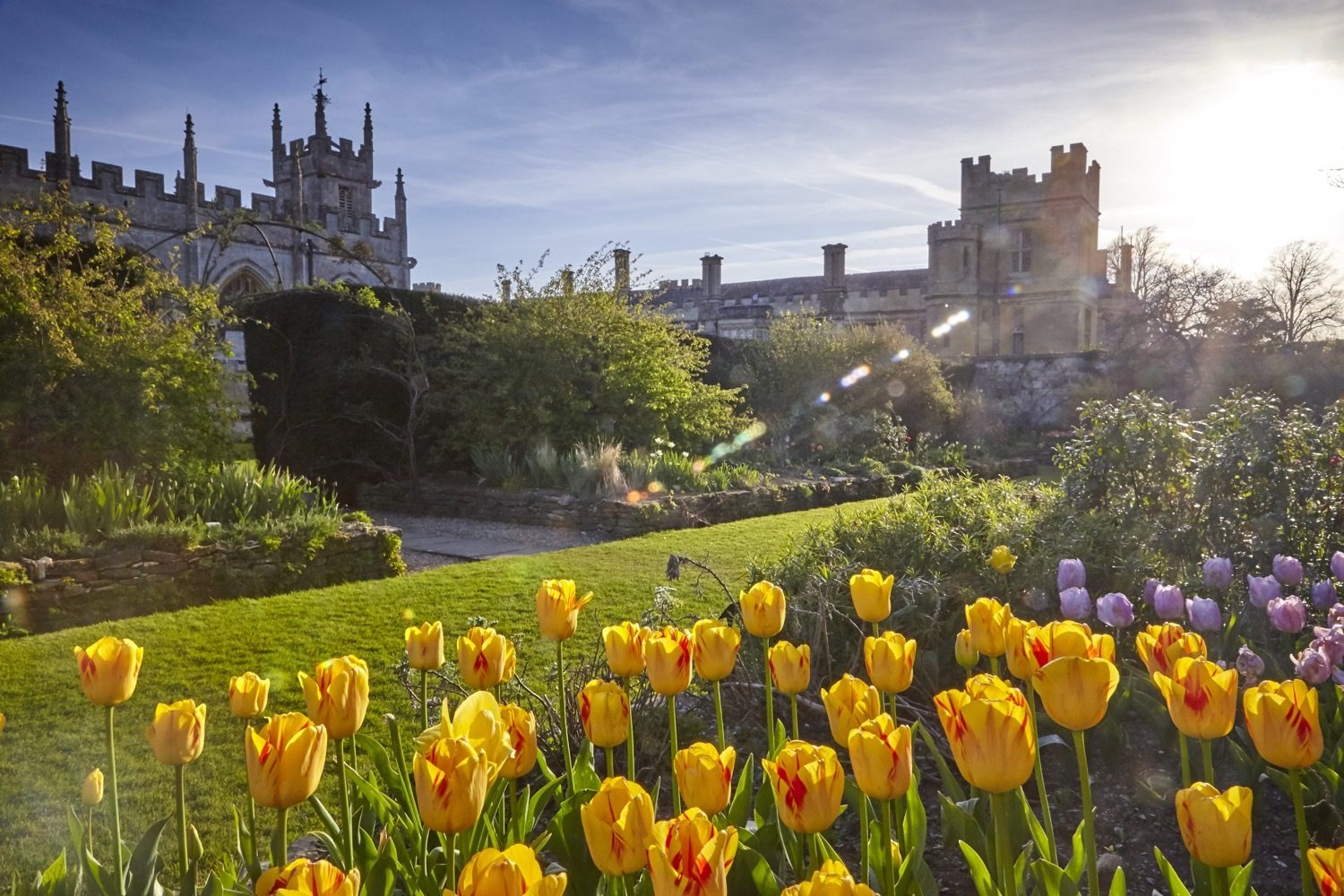 Spring Tulips in the Secret Garden