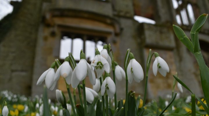 Image for Sudeley celebrates earliest ever opening this February