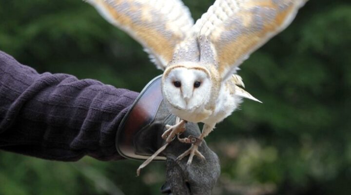 Falconry Experiences