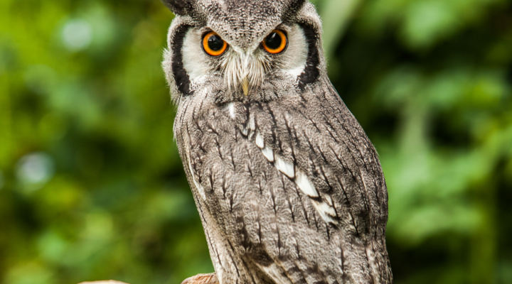 Falconry Displays