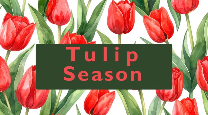 Tulips in Bloom