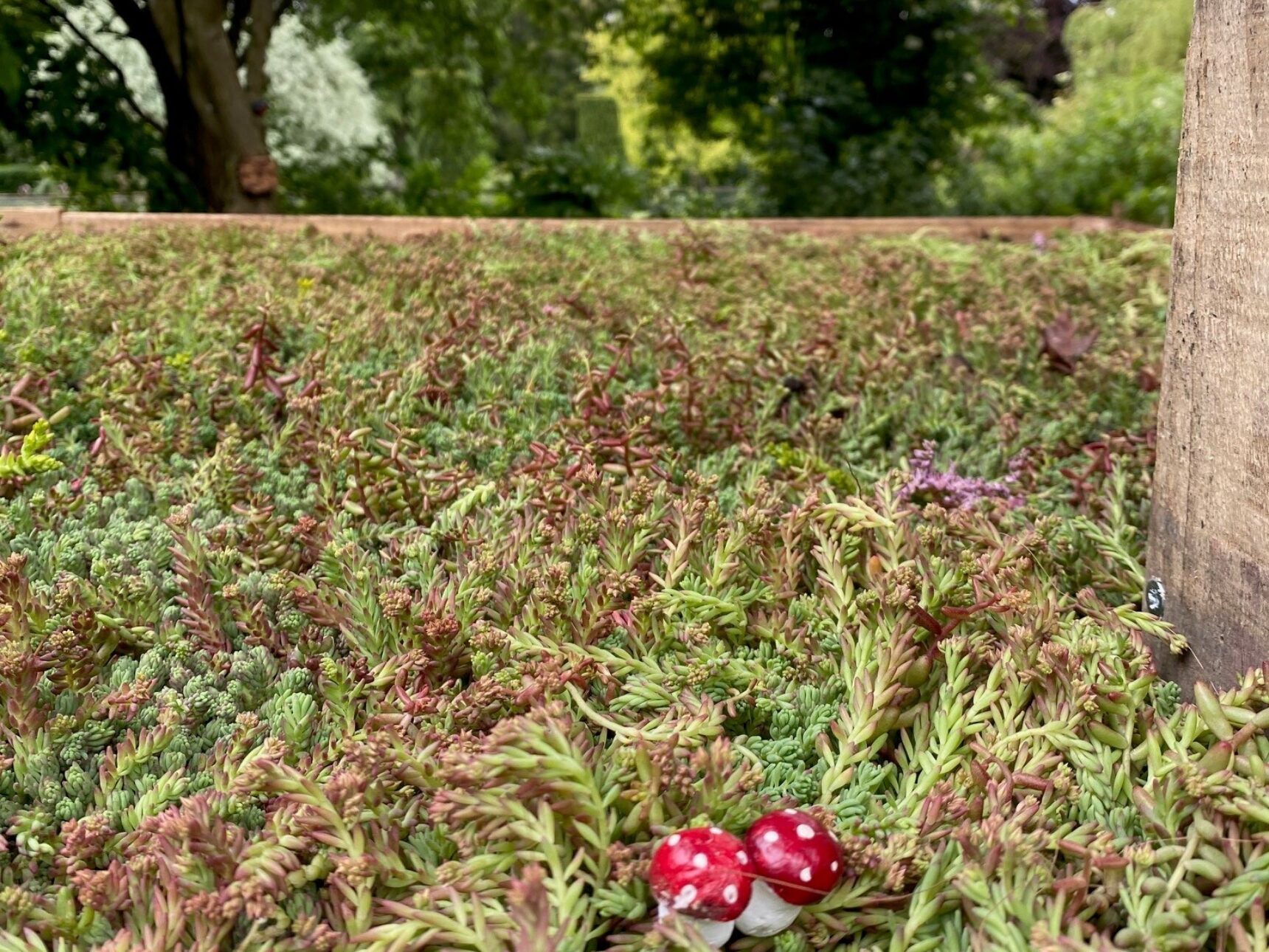 The sedum roof offers a great food source for bees, butterflies, hoverflies and moths