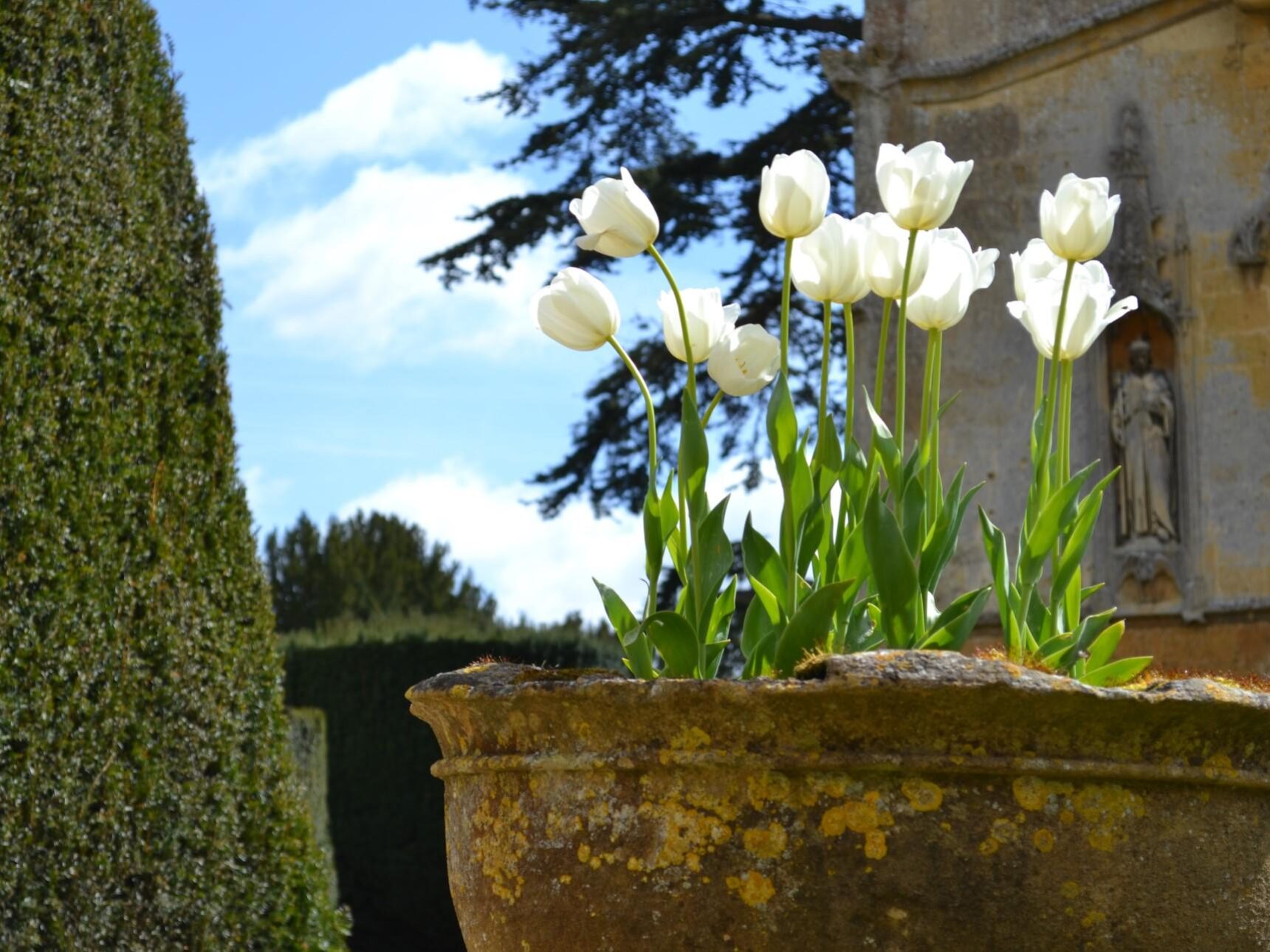 white tulips in front of st marys church