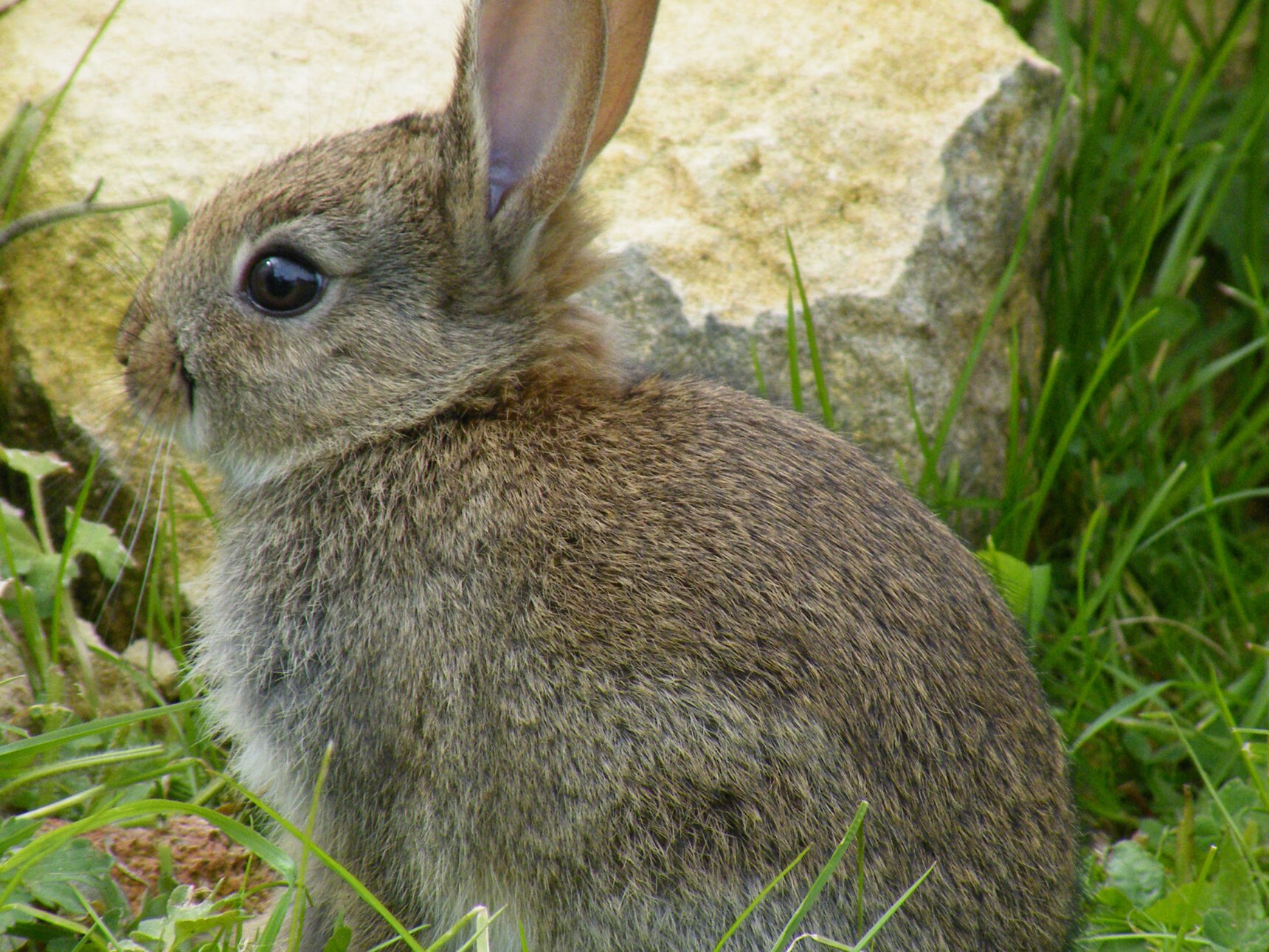 spring flowers in the mulberry garden