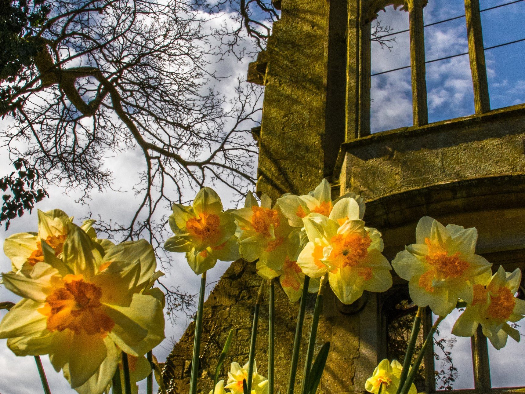 daffodils in front of ruins