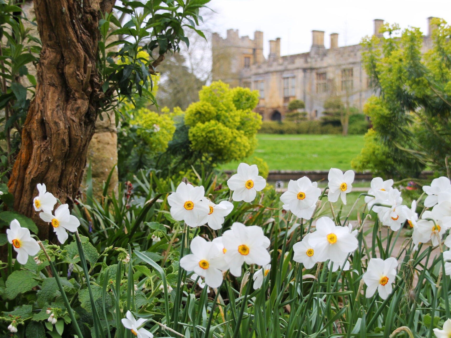 Enjoy daffodils, snowdrops & an array of springtime blooms against a castle backdrop this Mother's Day