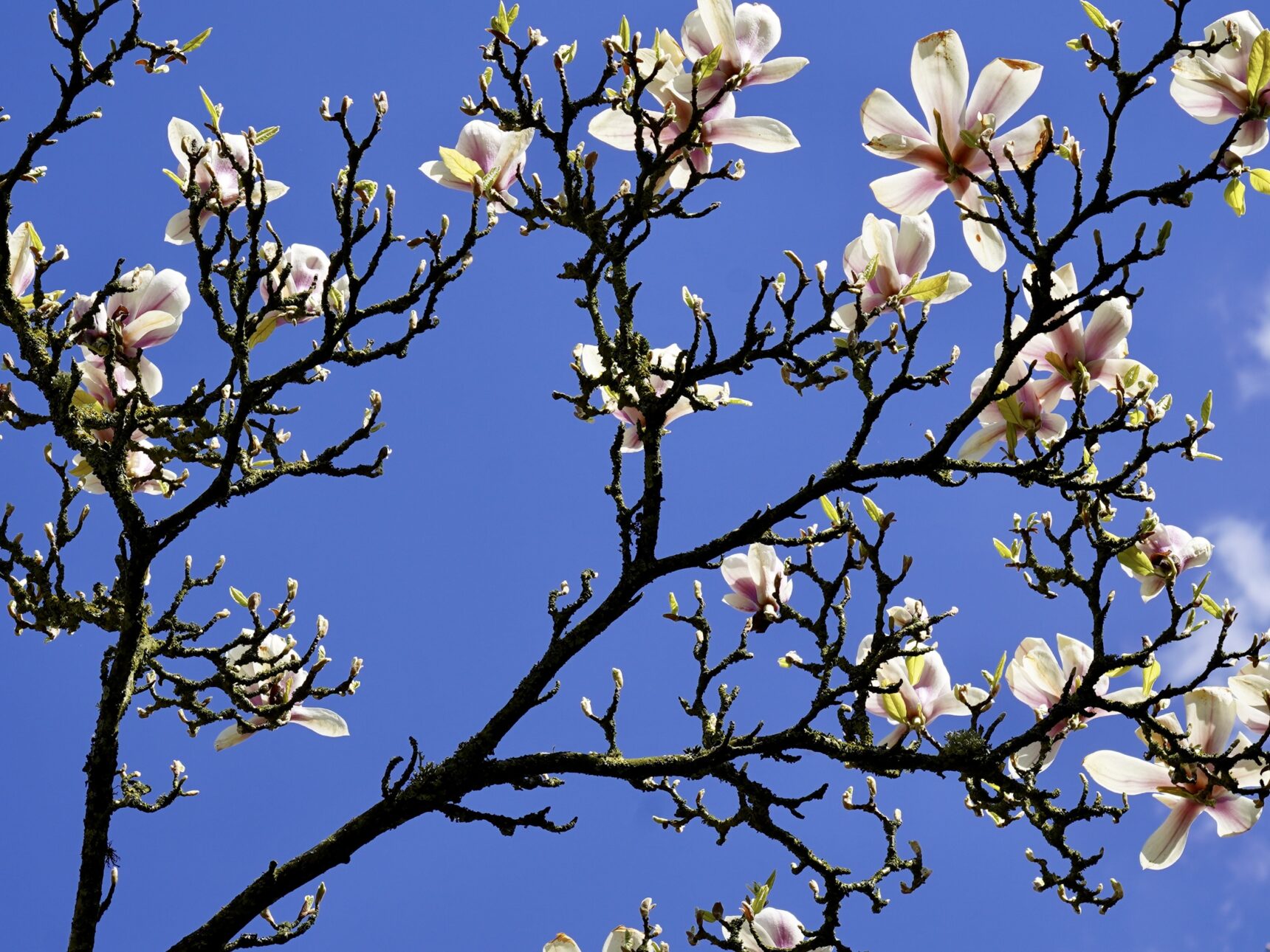 Sudeley's magnificent Magnolia trees bloom at this time of year