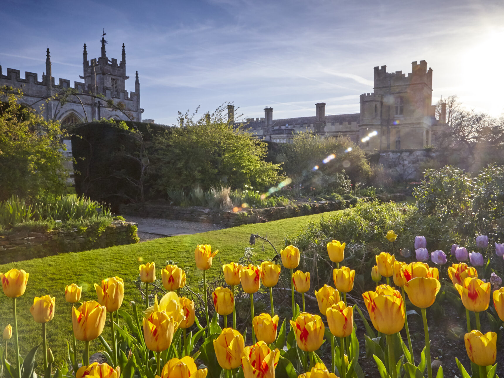 The Secret Garden will be in full bloom with purple and red tulips this Spring