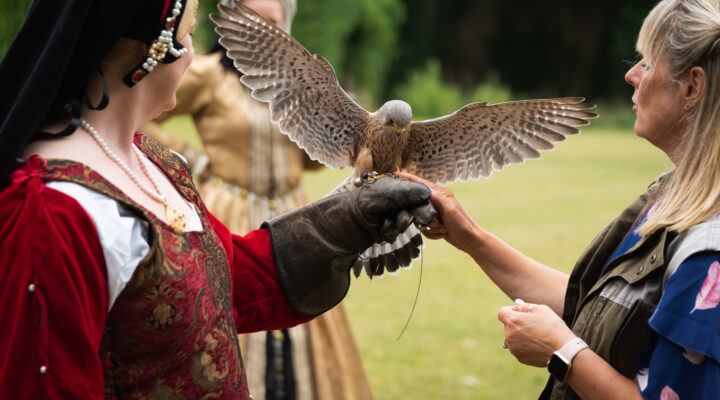Falconry Experience Days